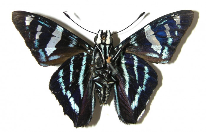 Figura 15. Adulto de <i>Phocides</i> pigmalionDHJ01 Familia (Hesperiidae) en posición ventral 07-SRNP-42389-DHJ378457.