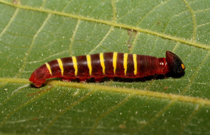 Figura 2. Larva de <i>Phocides</i> pigmalionDHJ02 (Hesperiidae), Posicion ventral, 07-SRNP-943-DHJ419392.