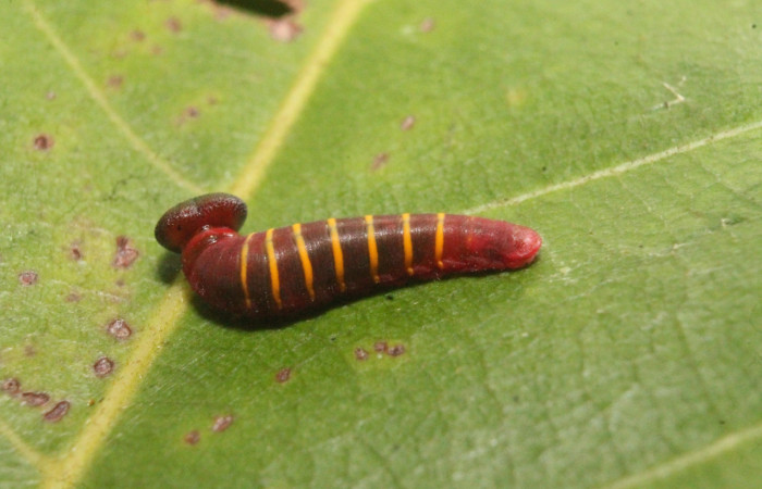Figura 18. Larva de <i>Phocides</i>  pigmalionDHJ01 Familia (Hesperiidae) en posición lateral 16-SRNP-45254-DHJ718550.