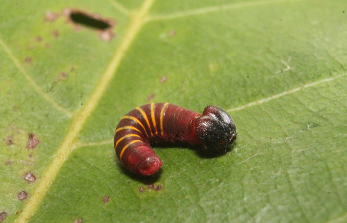 Figura 19. Larva de <i>Phocides</i>  pigmalionDHJ01 Familia (Hesperiidae) mostrando la cola y cabeza, 16-SRNP-45254-DHJ718552.