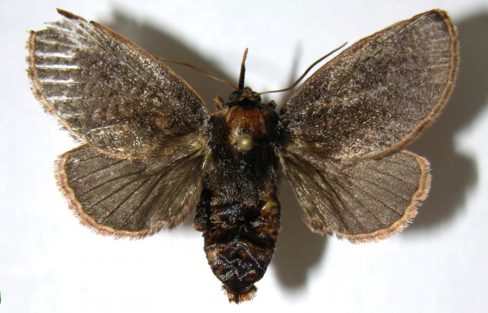 Figura 8. Adulto de <i>Vipsania melanois</i>. (Limacodidae). Parte dorsal. Hembra. Voucher: 05-SRNP-6204-DHJ349592.
