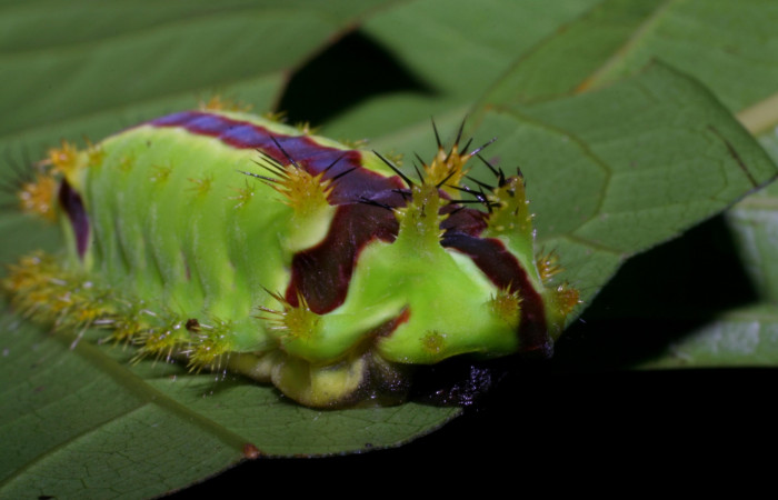 Figura 3. <i>Vipsania melanois</i> (Limacodidae). Último estadio, posición frontal lateral. Voucher: 05-SRNP-6204-DHJ403202.jpg.
