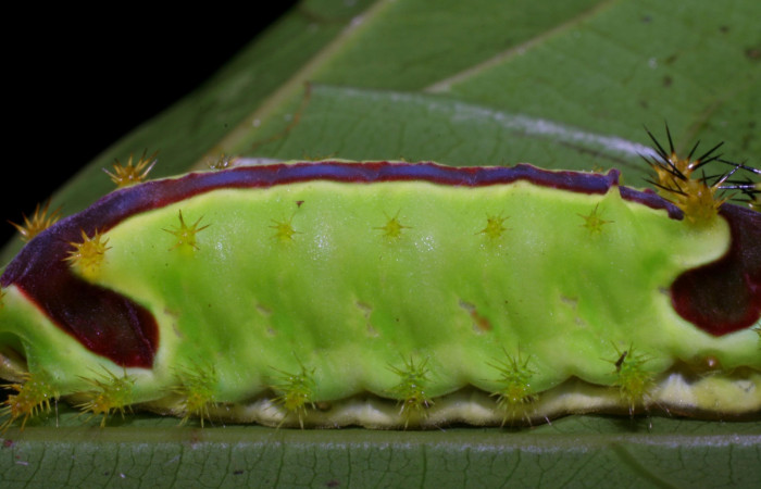 Figura 5. Larva de <i>Vipsania melanois</i> (Limacodidae). Último estadio, posición  lateral. Voucher: 05-SRNP-6204-DHJ403204.jpg.
