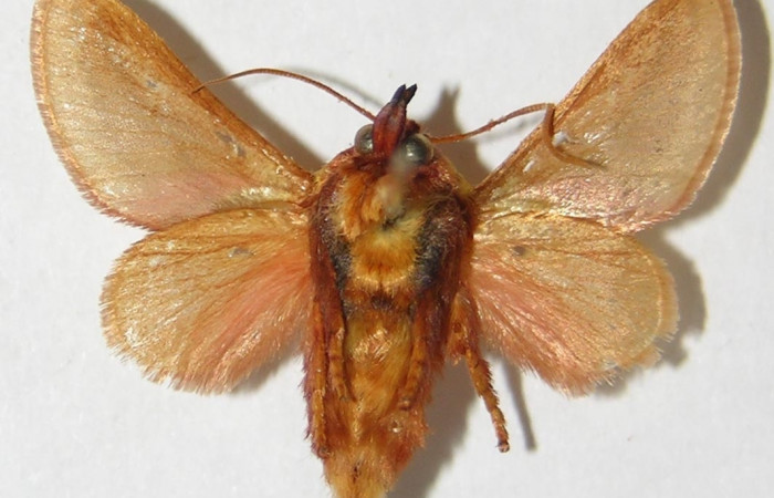 Figura 11. Adulto de <i>Vipsania rosabella</i>. Parte ventral. (Limacodidae). Voucher: 94-SRNP-4393-DHJ520579.