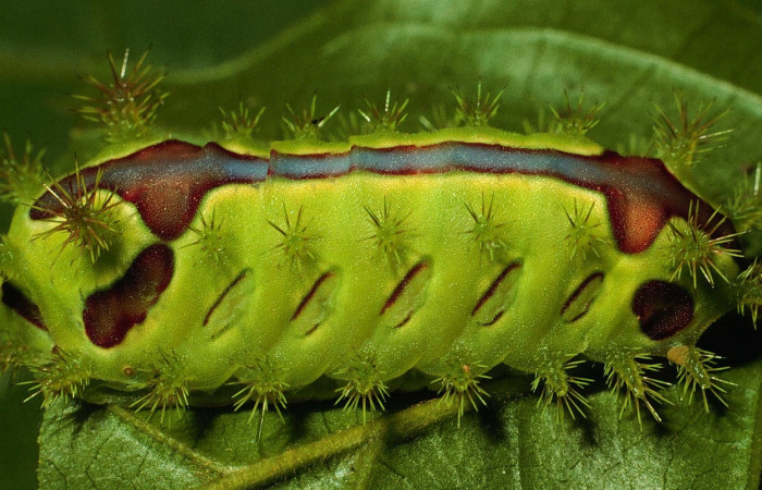 Figura 4. <i>Vipsania rosabella</i> (Limacodidae). Último estadio, posición  lateral. Voucher: 94-SRNP-4412-DHJ27091.jpg.
