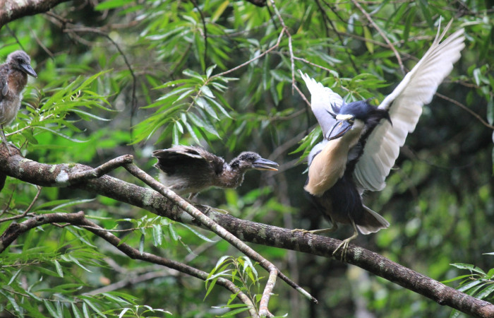 Fig. 10 Pichones de Boat-billed Heron <i>Cochlearius cochlearius</i> (Ardeidae); rechazando a un adulto que de momento llegó a percharse al sitio de su nido, rama colgando en dirección al río, 20 de enero 2021. Agua Buena Sector El Hacha ACG; Foto. Roster Moraga.