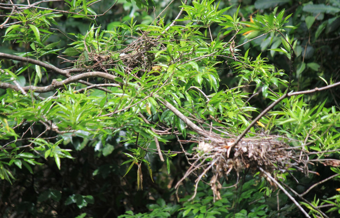 Fig. 13 Nidos de Boat-billed Heron <i>Cochlearius cochlearius</i> (Ardeidae) 22 de Marzo 2022. Agua Buena Sector El Hacha ACG; foto. Roster Moraga.