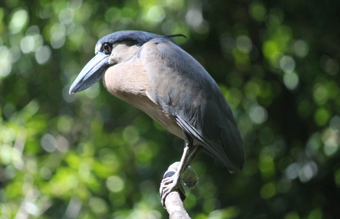 Fig. 1 Boat-billed Heron <i>Cochlearius cochlearius</i> (Ardeidae) perchado en una rama expuesta en dirección al río, 27 de enero 20221. Agua Buena Sector El Hacha ACG; Foto. Roster Moraga.