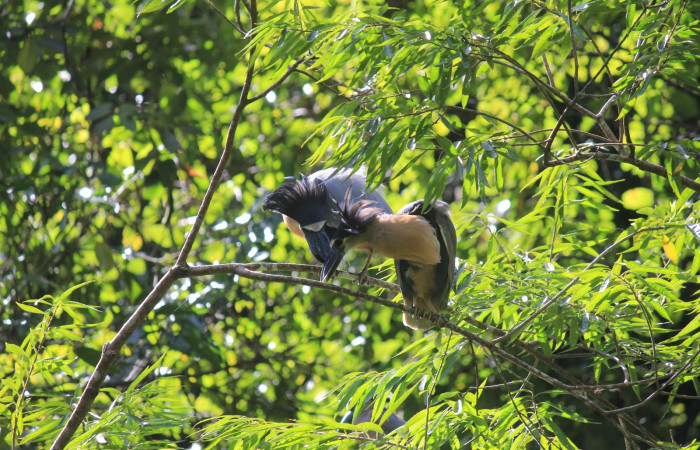 Fig. 2 Boat-billed Heron <i>Cochlearius cochlearius</i> (Ardeidae) pareja de pico cucharas socializando en una rama expuesta en dirección al río, 27 de Enero 20221. Agua Buena Sector El Hacha ACG; Foto. Roster Moraga.