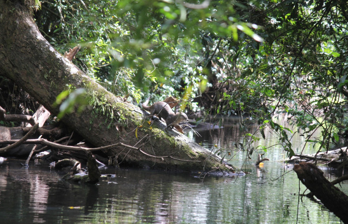 Fig. 5 <i>Lontra longicaudis</i> (Mustelidae) nutria de río defecando afuera del agua, 05 de enero 2021. Agua Buena Sector El Hacha; Foto. Roster Moraga