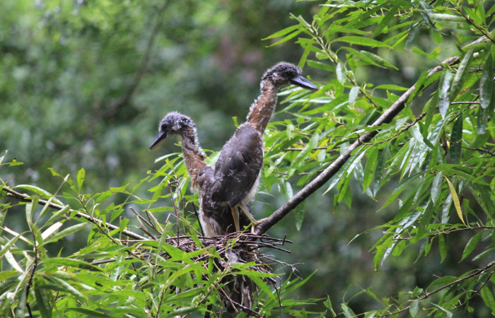 Fig. 7 Pichones de Boat-billed Heron <i>Cochlearius cochlearius</i> (Ardeidae); su nido es en una rama que cuelga en dirección al río, 20 de enero 2021. Agua Buena Sector El Hacha ACG. Foto; Roster Moraga.