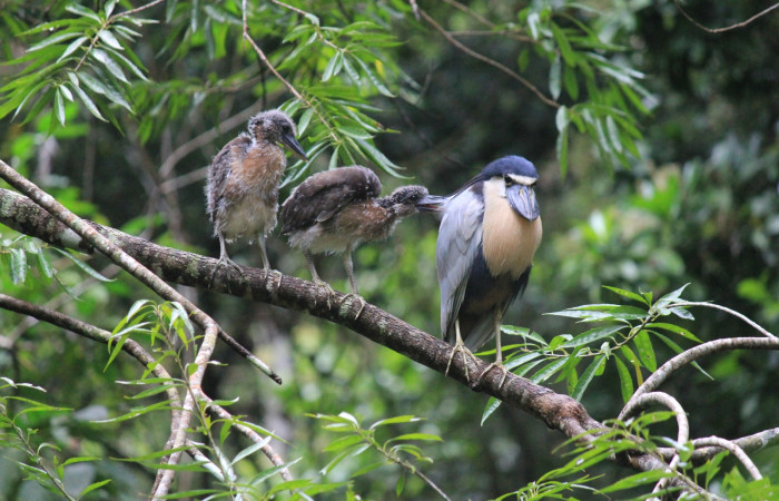 Fig. 8 Pichones de Boat-billed Heron <i>Cochlearius cochlearius</i> (Ardeidae); acompañando a uno de sus progenitores en una rama que cuelga en dirección al río, 20 de enero 2021. Agua Buena Sector El Hacha ACG; Foto. Roster Moraga.