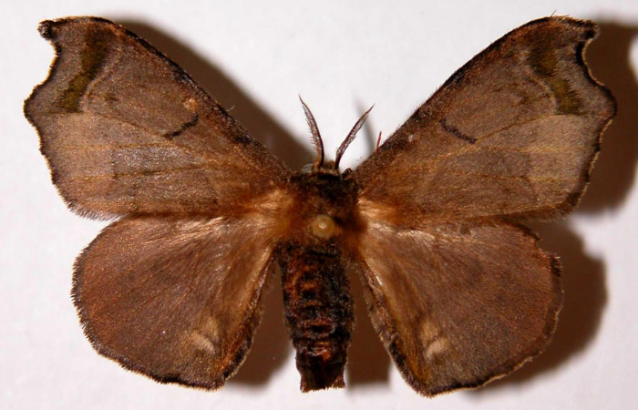 Fig.1. Adulto de <i>Quentalia chromana</i>. En posición dorsal de 36mm de longitud. Voucher : 99-SRNP-570-DHJ33972.jpg.