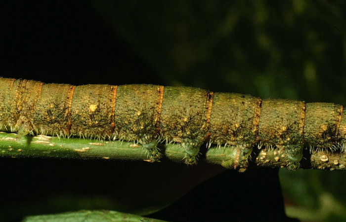 Fig.11. Larva de <i>Quentalia chromana</i>. En posición dorsal de 43mm de longitud. Voucher : 01-SRNP-700-DHJ57386.jpg.