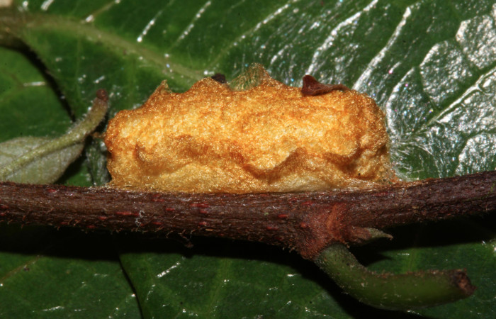 Fig.13.Mostrando capullo de <i>Quentalia chromana</i>. En posición lateral de 13mm de longitud. Voucher : 17-SRNP-32109-DHJ740187.jpg.