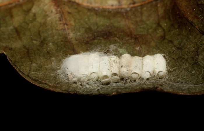 Fig.14. Mostrando capullos de parásitos de la familia Braconidae, parásitos de <i>Quentalia chromana</i>. Voucher : 09-SRNP-1532-DHJ476111.jpg.