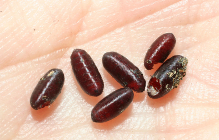 Fig.15. Mostrando mudas de la familia Tachinidae,  que parásito una larva de <i>Quentalia chromana</i>. Voucher: 08-SRNP-37257-DHJ462522.jpg.