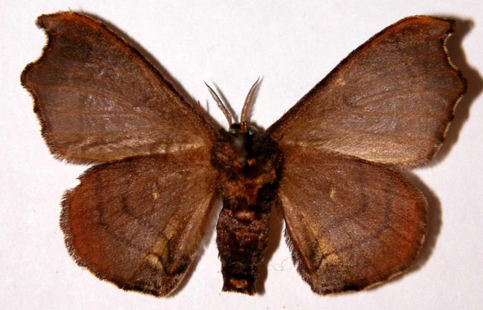 Fig.2. Adulto de <i>Quentalia chromana</i>. En posición ventral de 36mm de longitud. Voucher : 99-SRNP-570-DHJ33973.jpg.