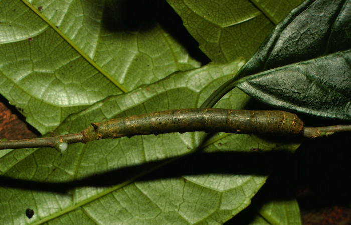 Fig.9. Larva de Larva de <i>Quentalia chromana</i>. En posición dorsal de 39mm de longitud. Voucher : 00-SRNP-23655-DHJ56646.jpg.