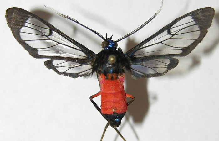 Figura 12. Adulto hembra <i>Cosmosoma zurcheri</i> (Erebidae), posición dorsal,mide 36mm. Voucher: 08-SRNP-40555-DHJ504982.