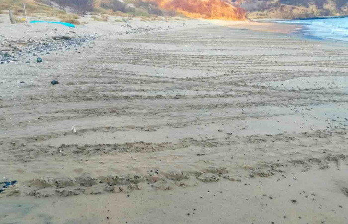 Anidación de tortuga verde <i>Chelonia mydas</i> del Pacífico, en la Isla San José, Área de Conservación   Foto: Ronald Quirós