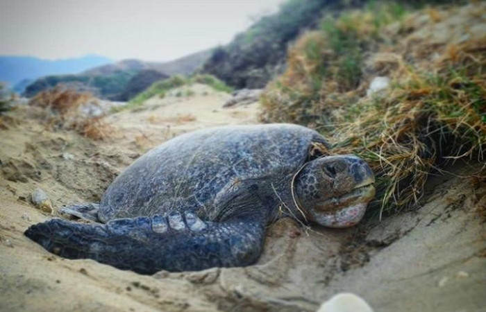 Anidación de tortuga verde <i>Chelonia mydas</i> del Pacífico, en la Isla San José, Área de Conservación Guanacaste  Foto: Bryan Córdoba