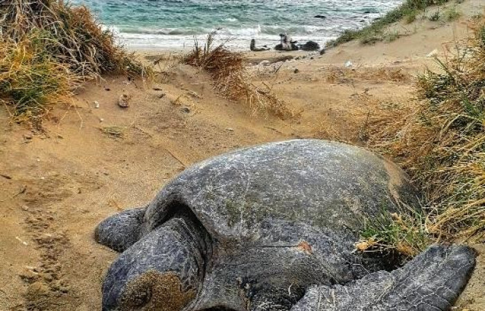 Anidación de tortuga verde <i>Chelonia mydas</i> del Pacífico, en la Isla San José, Área de Conservación Guanacaste  Foto: Bryan Córdoba