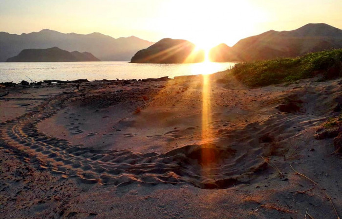 Anidación de tortuga verde <i>Chelonia mydas</i> del Pacífico, en la Isla San José, Área de Conservación Guanacaste  Foto: Bryan Córdoba