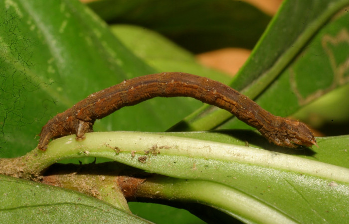 Fig. 11. Vista lateral de <i>Herbita</i> medonaDHJ03 (Geometridae), en planta hospedera <i>Augusta rivalis</i> (Rubiaceae). Voucher: 10-SRNP-69603- DHJ473854.JPG.