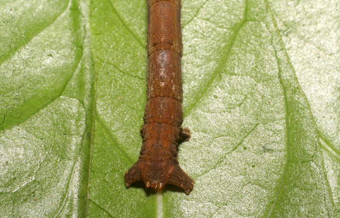 Fig. 12. Vista dorsal trasera de <i>Herbita</i> medonaDHJ03 (Geometridae), en planta hospedera <i>Augusta rivalis</i> (Rubiaceae). Voucher: 10-SRNP-69603-DHJ473856.jpg.