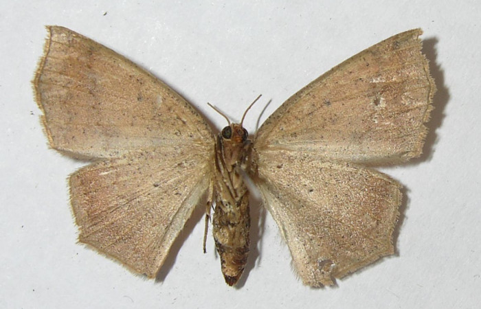 Fig. 23. Vista dorsal de <i>Herbita</i> medonaDHJ03 (Geometridae). Voucher: 11-SRNP-65210-DHJ548919