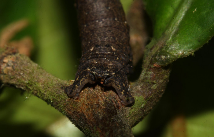 Fig. 16. Vista trasera de <i>Herbita</i> medonaDHJ02 (Geometridae), en planta hospedera <i>Hirtella racemosa</i> (Chrysobalanaceae). Voucher: 18- SRNP-46262-DHJ719275.jpg.