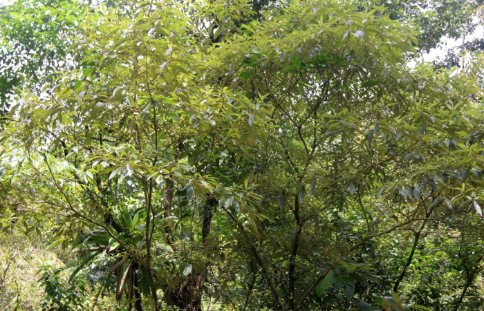 Fig. 24. Planta hospedera de <i>Herbita medona</i>, <i>Miconia xalapensis</i> (Melastomataceae)