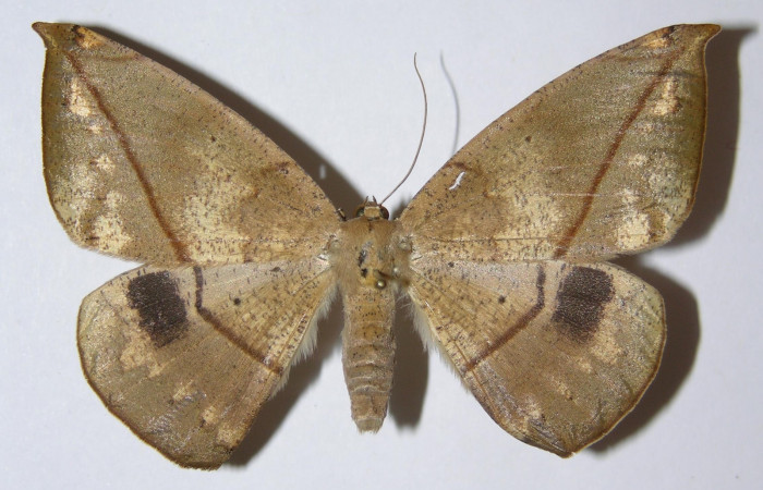 Figura 14. Adulto <i>Oxydia peosinata</i> (Geometridae),posición dorsal. 05-SRNP-45885-DHJ324822.
