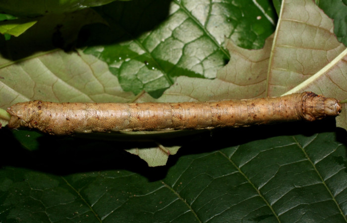 Figura 7. Larva <i>Oxydia peosinata</i> (Geometridae), posición dorsal, en la hoja de la planta <i>Coccoloba tuerckheimii</i> (Polygonaceae). 13-SRNP-21080-DHJ493595.jpg.