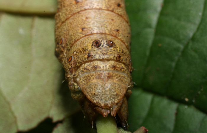 Figura 8. Larva <i>Oxydia peosinata</i> (Geometridae), posición cola, en la hoja de la planta <i>Coccoloba tuerckheimi</i>i (Polygonaceae). 13-SRNP-21080-DHJ493596.jpg.