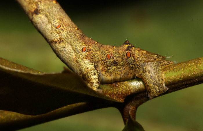 Figura 2. Larva <i>Oxydia peosinata</i> (Geometridae), posición cola, en la hoja de la planta <i>Alfaroa guanacastensis</i> (Juglandaceae). 13-SRNP-30625-DHJ700747.jpg.
