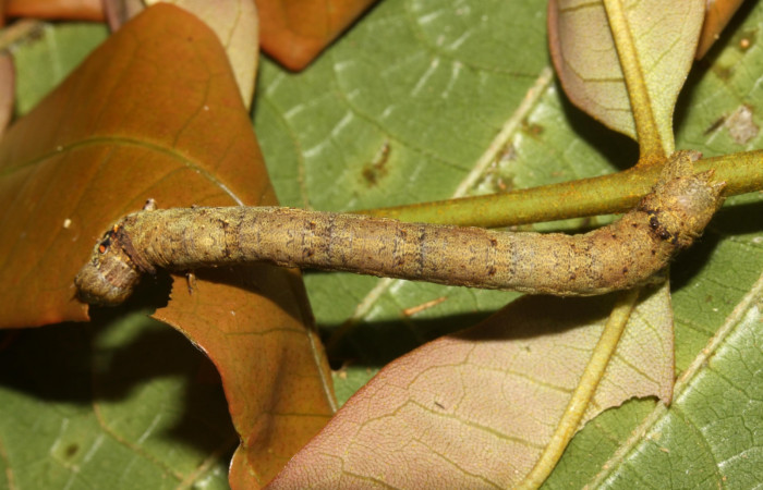 Figura 3. Larva <i>Oxydia peosinata</i> (Geometridae), posición dorsal, en la hoja de la planta <i>Alfaroa guanacastensis</i> (Juglandaceae). 13-SRNP-30625-DHJ700748.jpg.