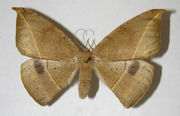 Figura 1. Adulto <i>Oxydia peosinata</i> (Geometridae), posición dorsal. 97-SRNP-1311-DHJ357542.