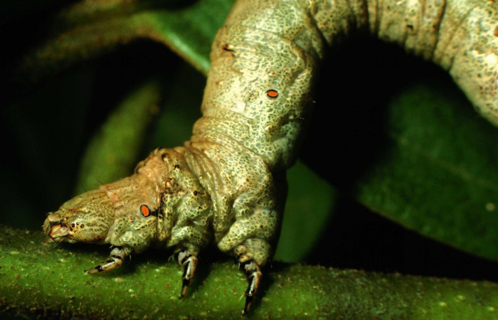 Figura11. Larva <i>Oxydia peosinata</i> (Geometridae), posición cabeza, en la hoja de la planta [i[]Annona rensoniana</i> (Annonaceae). 97-SRNP-1311-DHJ41299.jpg.