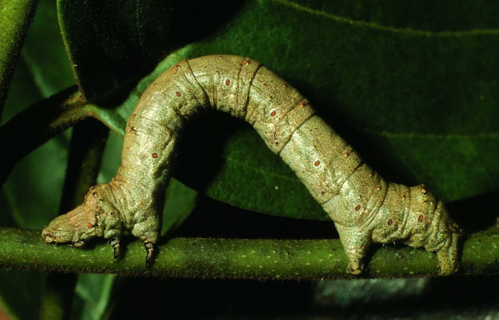 Figura12. Larva <i>Oxydia peosinata</i> (Geometridae), posición lateral entyero, en la hoja de la planta <i>Annona rensoniana</i> (Annonaceae). 97-SRNP-1311-DHJ41299.jpg.
