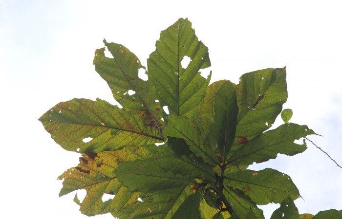 Figura 16. Planta hospedera de <i>Oxydia peosinata</i> (Geometridae), planta <i>Coccoloba tuerckheimii</i>  (Polygonaceae), posición hojas. 