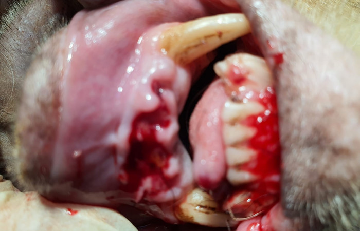 Clínica del Centro de Rescate Las Pumas  Cañas, Guanacaste  Foto: Martha Cordero