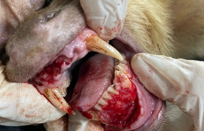 Clínica del Centro de Rescate Las Pumas  Cañas, Guanacaste  Foto: Martha Cordero