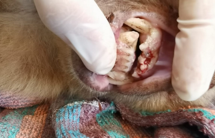 Clínica del Centro de Rescate Las Pumas  Cañas, Guanacaste  Foto: Martha Cordero