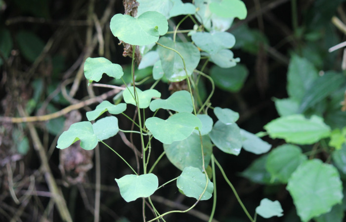 Fig.14 Planta <i>Cissampelos pareira</i> (Menispermaceae) hospedera de larva <i>Plusiodonta effulgens</i> (Erebidae), Puente Mena, Del Oro, 280m. 