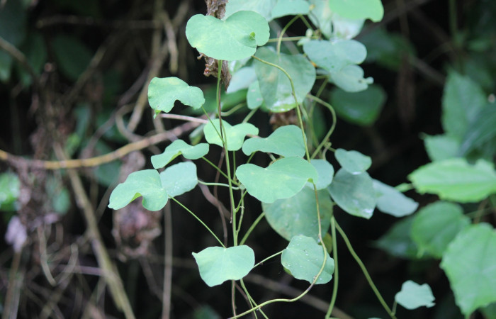 Fig.15 Planta <i>Cissampelos pareira</i> (Menispermaceae) hospedera de larva <i>Plusiodonta effulgens</i> (Erebidae), Puente Mena, Del Oro, 280m. 
