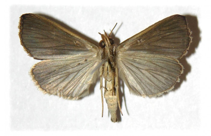 Fig. 2 Adulto <i>Plusiodonta effulgens</i> (Erebidae), vista dorsal mide 27mm. Pasmompa, Sector Pitilla, 440m. 04-SRNP-42381-DHJ314805.
