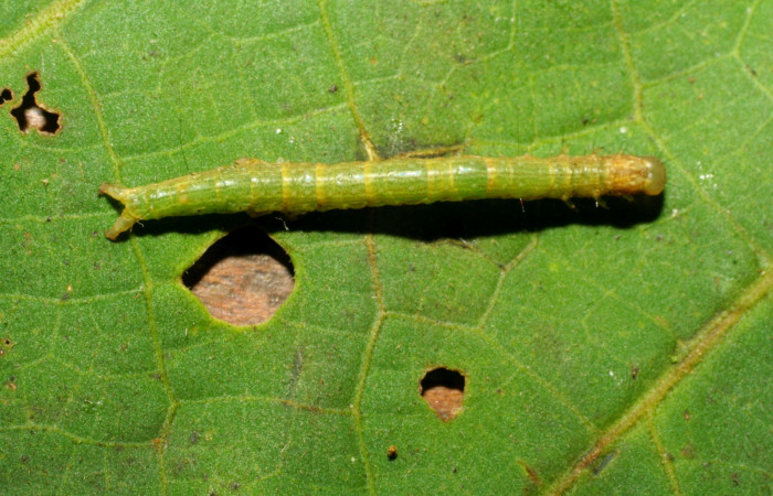 Fig. 3 Larva <i>Plusiodonta effulgens</i> (Erebidae), vista dorsal mide 20mm. Amonías, Sector Pitilla, 390m. 07-SRNP-33257-DHJ430217.jpg