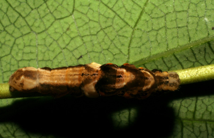 Fig. 8 Larva <i>Plusiodonta effulgens</i> (Erebidae),vista dorsal mide 18mm. Camino Rio Francia, Sector Rincon Rain Forest, 410m. 05-SRNP-41988-DHJ407344.jpg